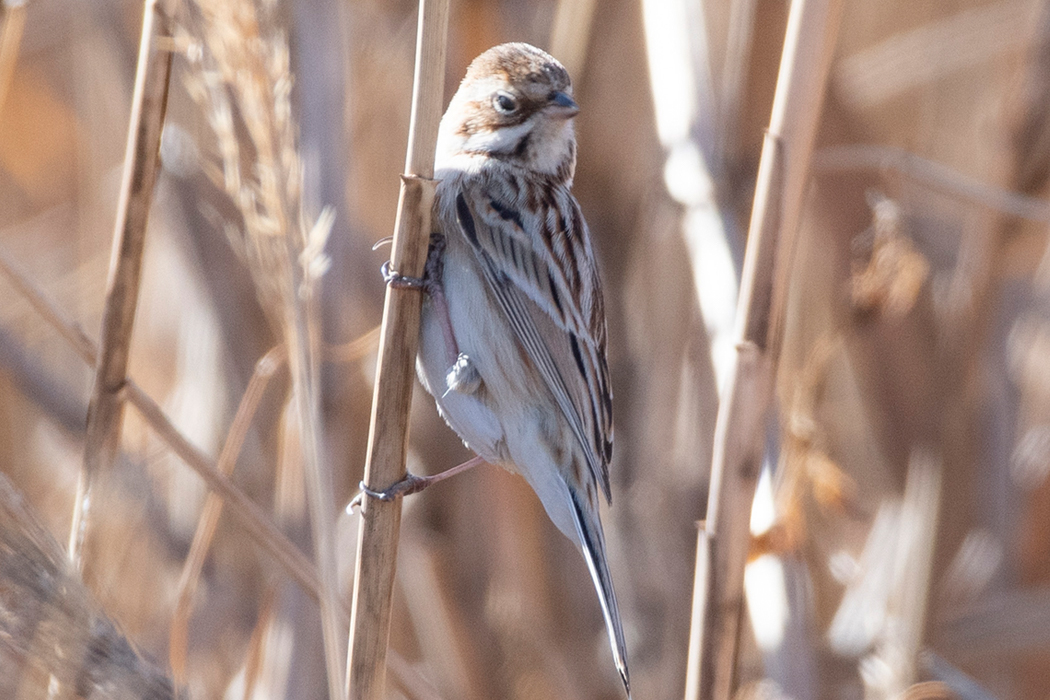 シベリアジュリンの写真2｜脚は肉色をしています。