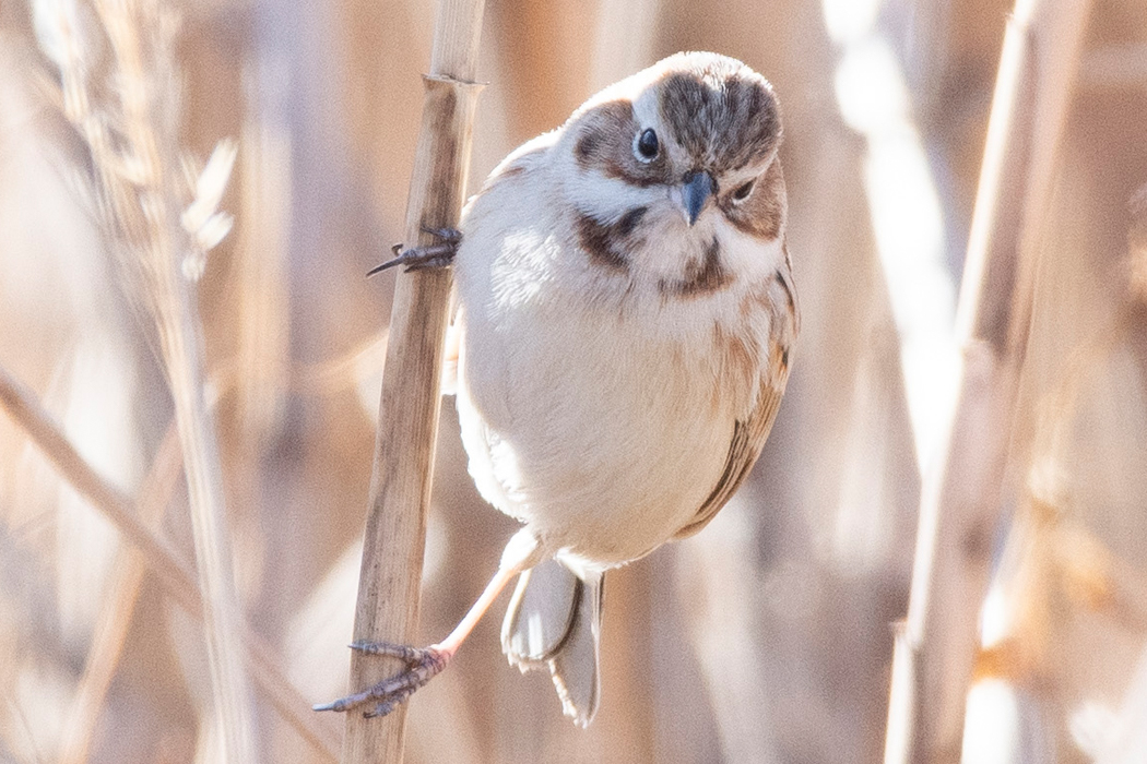シベリアジュリンの写真3｜細いアイリングがあります