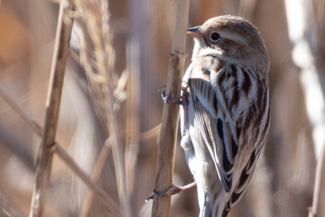 シベリアジュリンの写真4｜嘴は上が黒く、下がピンク色です。