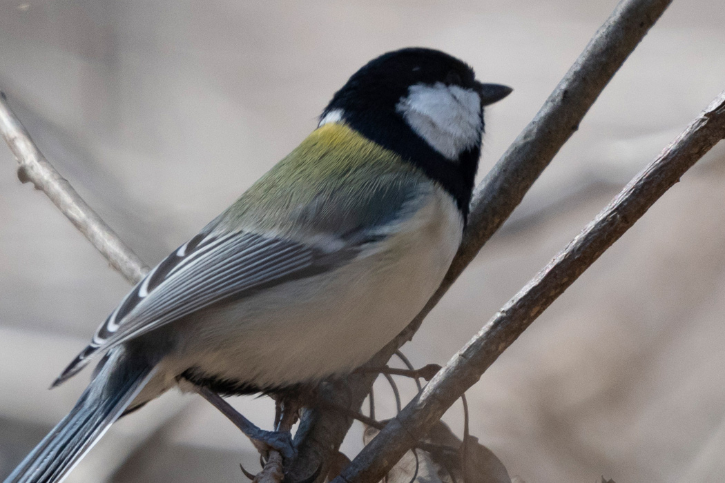 写真｜「シジュウカラ」