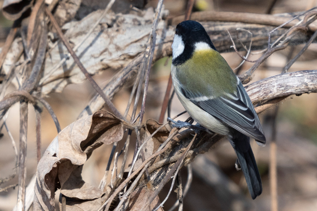 シジュウカラの写真3｜河川敷の芦原でもよく見かけます。