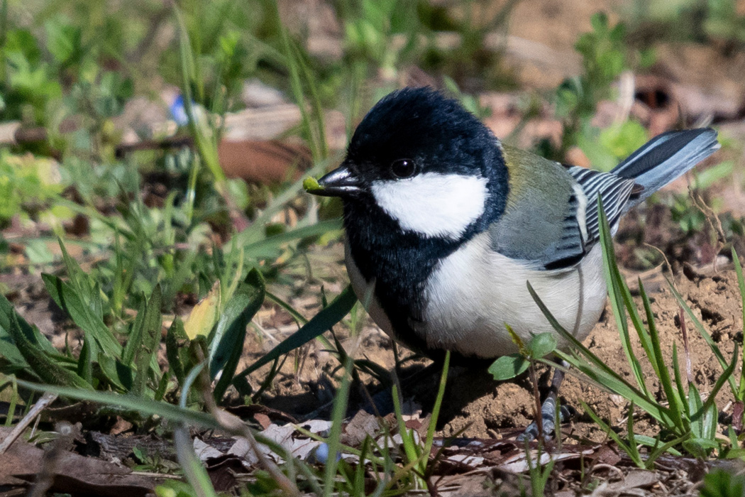 写真｜「シジュウカラ」