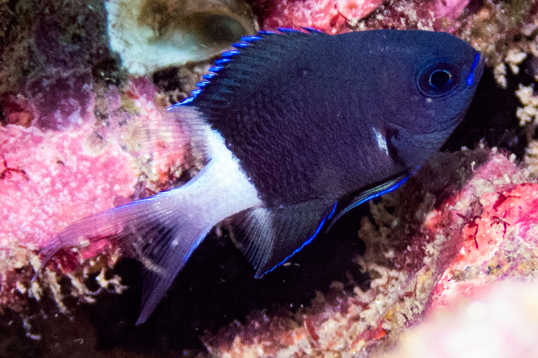 Picture of Bicolor chromisii1｜Navy body with white tail fin.