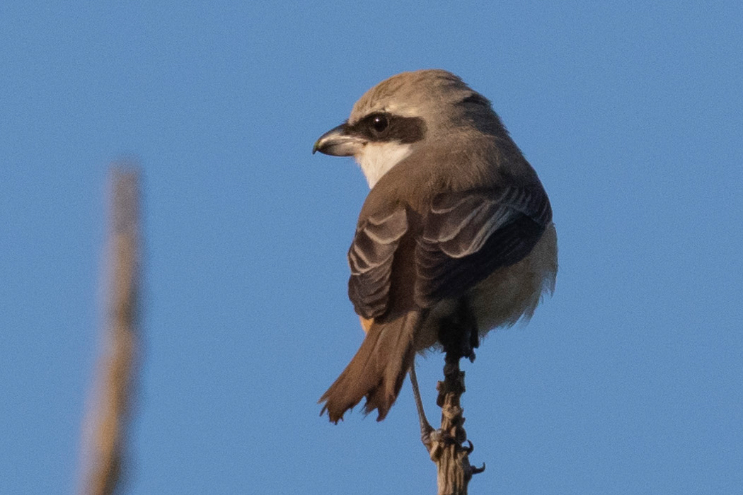 上面が灰色です。