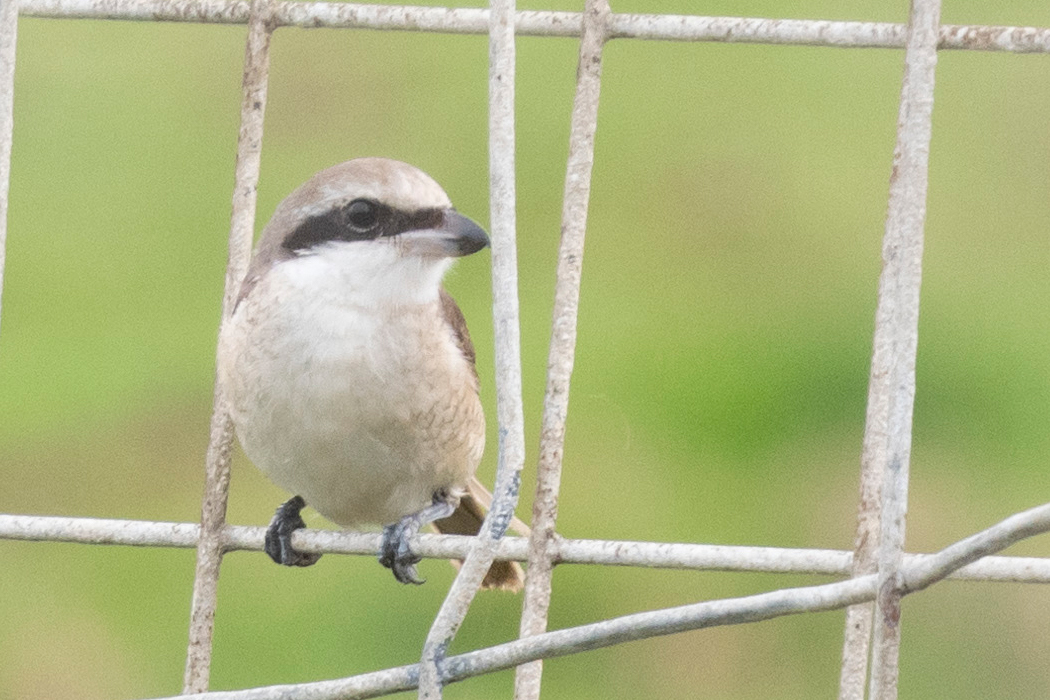 柵にとまっていました。
