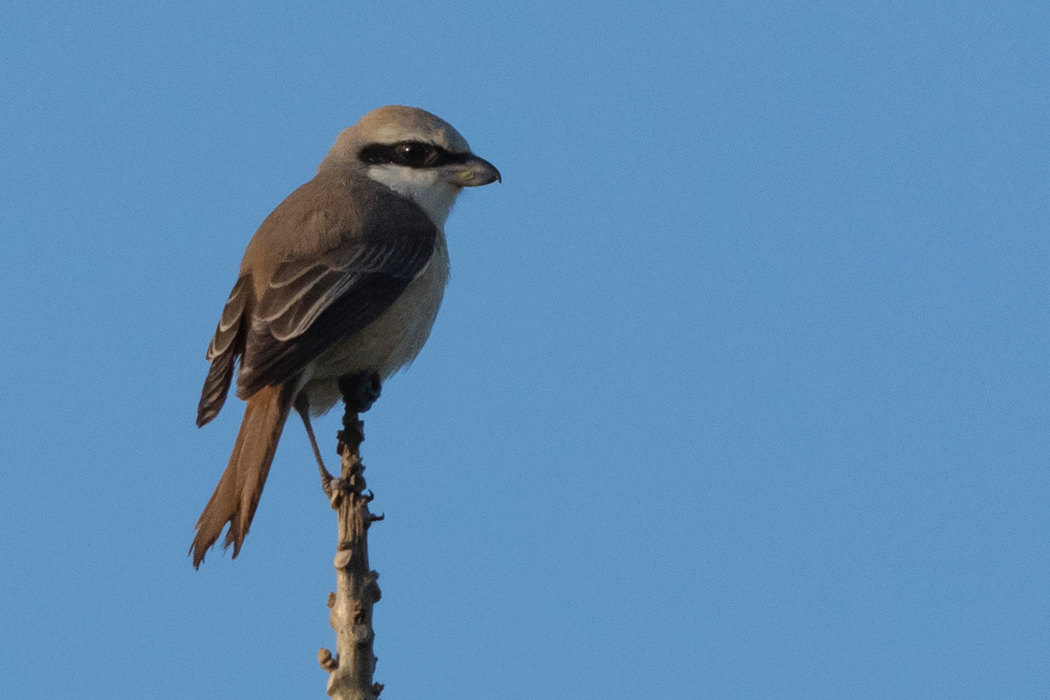 辺りを見回しています。