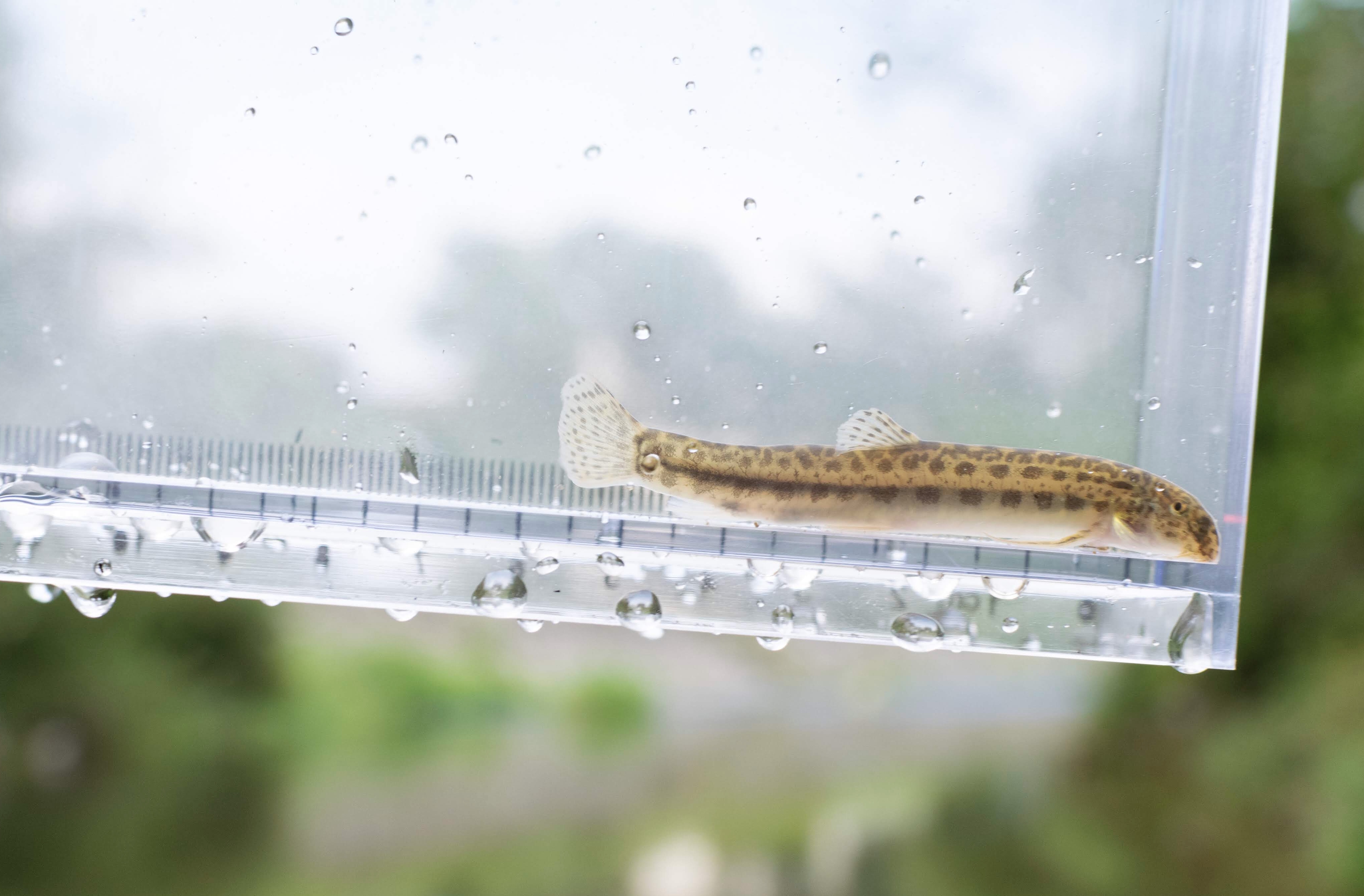 写真｜「シマドジョウ」