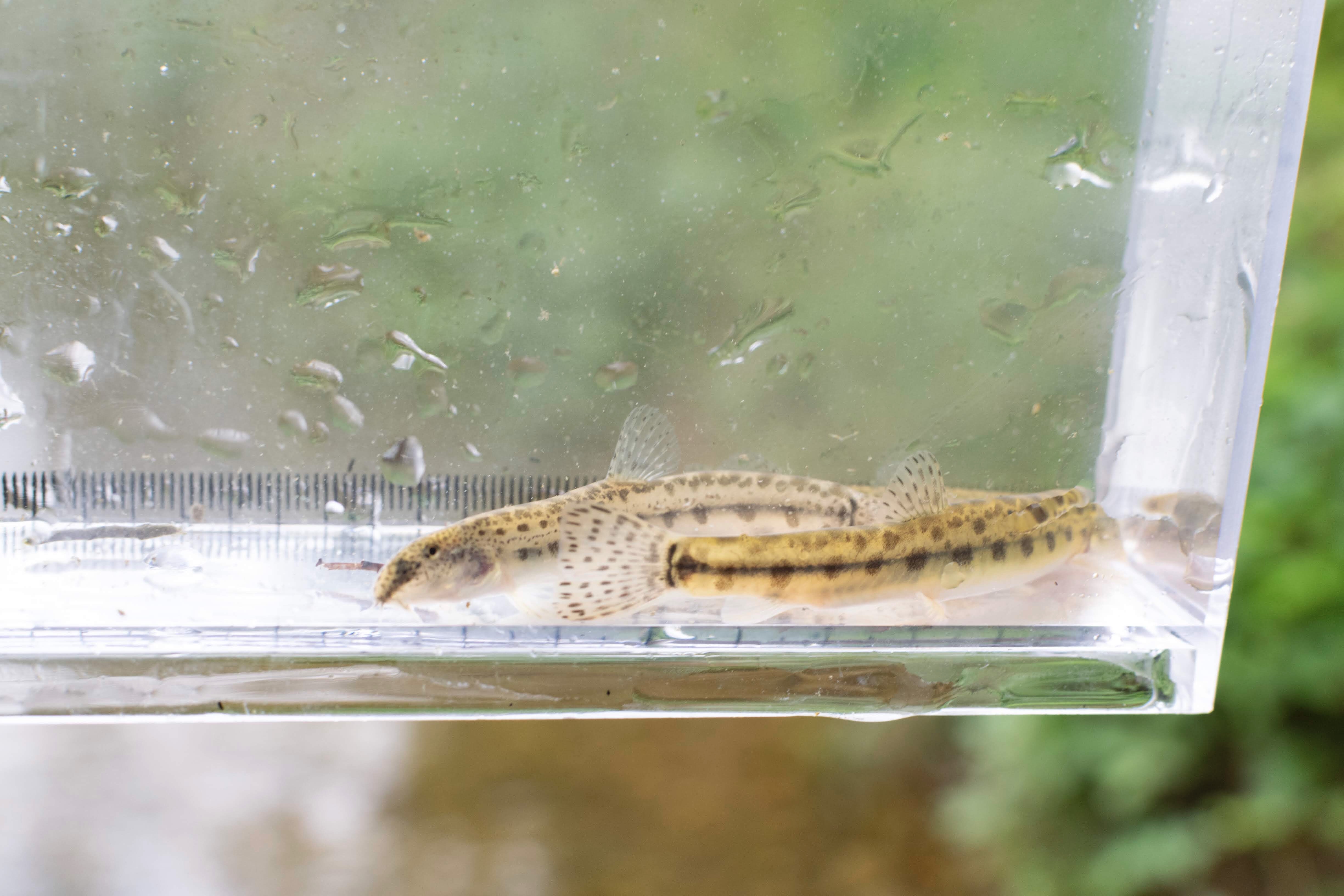 写真｜「シマドジョウ」