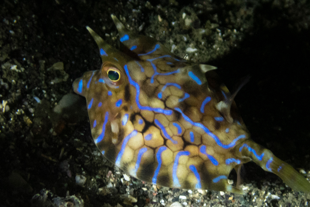 写真｜「シマウミスズメ」