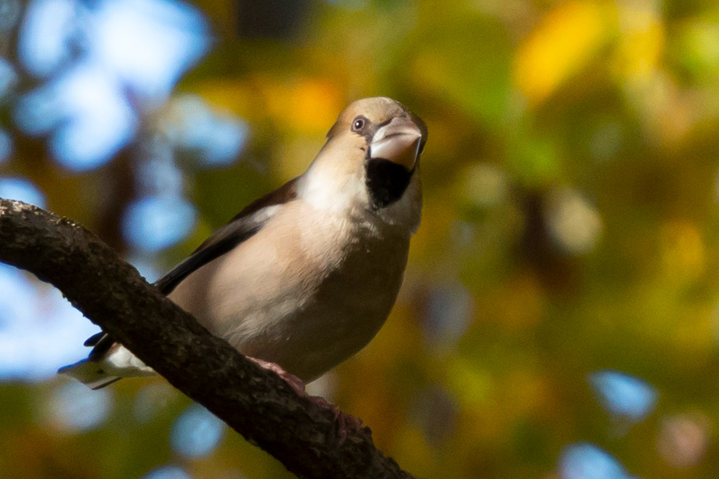シメの写真3｜力強い嘴です。
