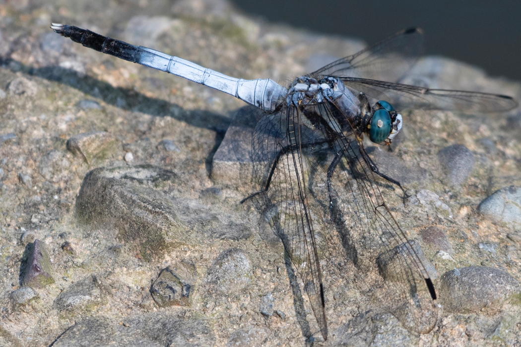 写真｜「シオカラトンボ」