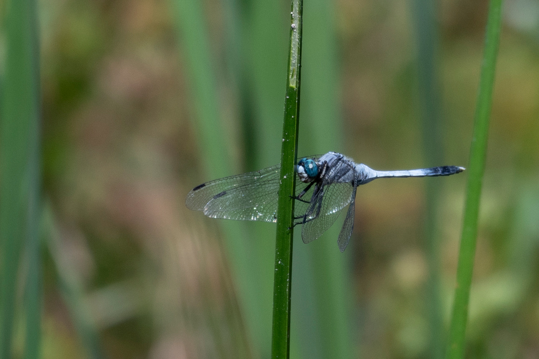 写真｜「シオカラトンボ」