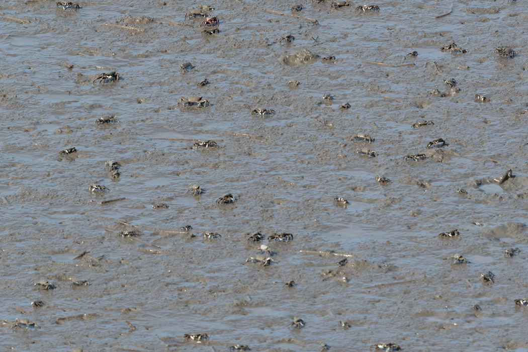 写真｜「シオマネキ」