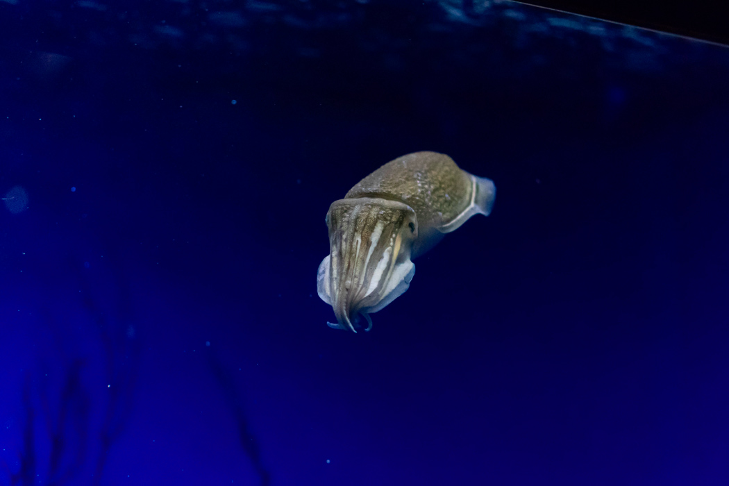 Picture of Japanese spine-less cuttlefish1｜Swimming around in an aquarium.