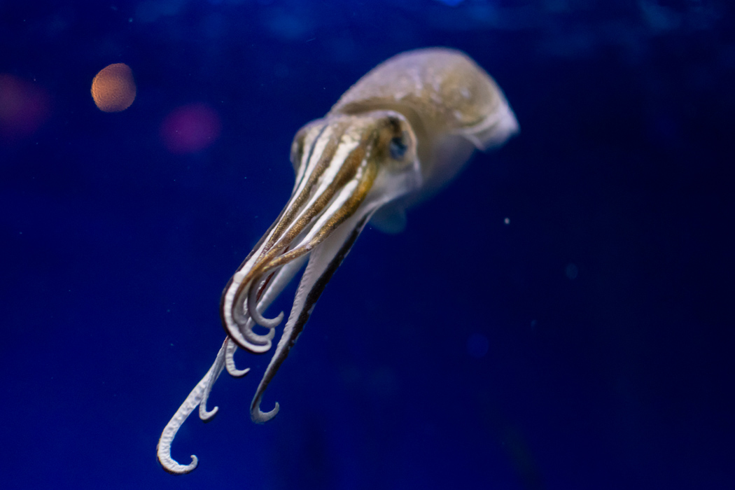 Picture of Japanese spine-less cuttlefish2｜Extending tentacles.