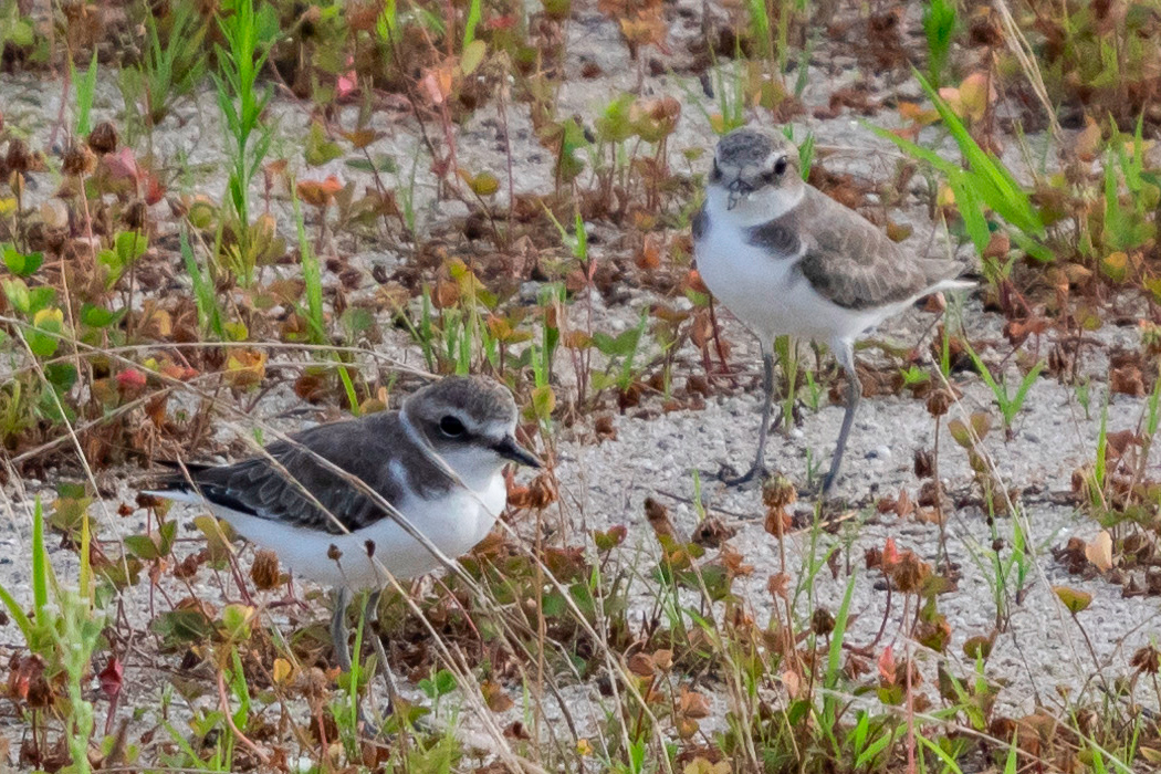 写真｜「シロチドリ」