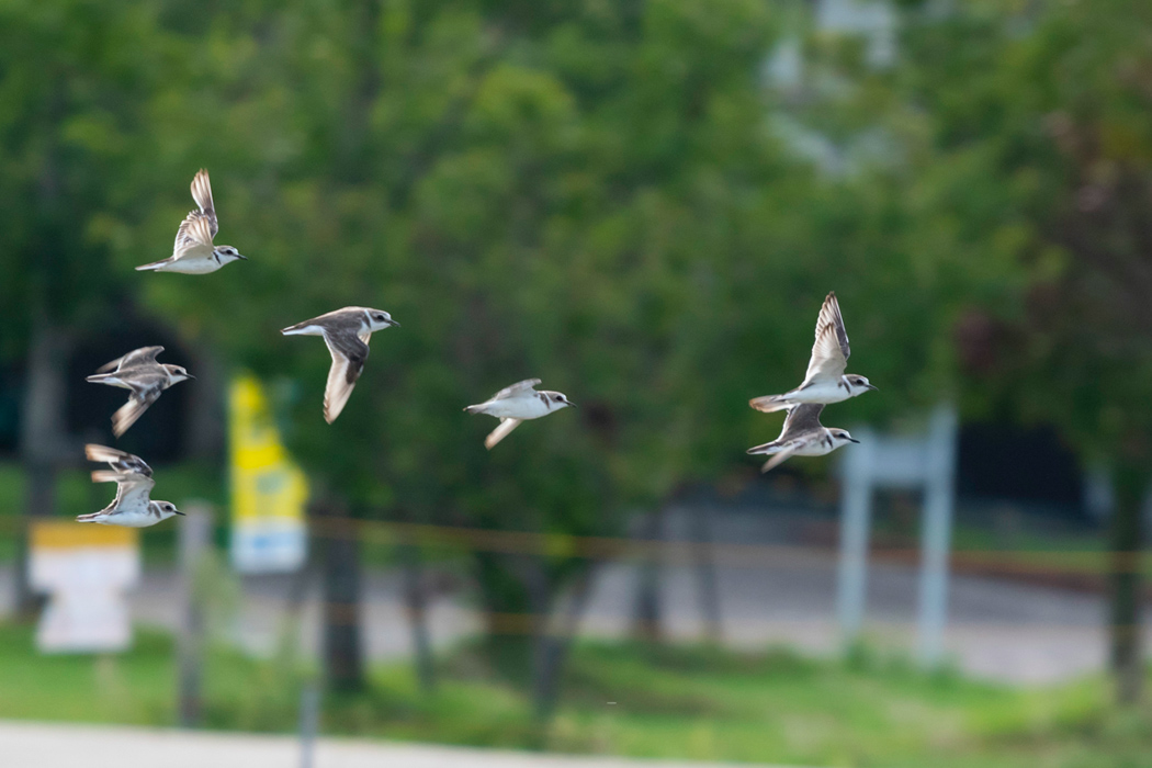 シロチドリの写真2｜小群で飛び立ちました。