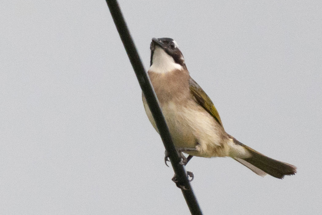 シロガシラの写真1｜頭頂部と喉元が白く、額と目の周りは黒いです。