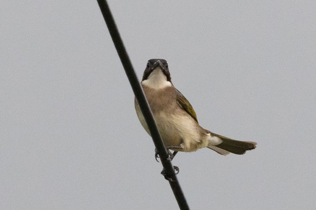 シロガシラの写真2｜畑の横の電線にとまっていました。