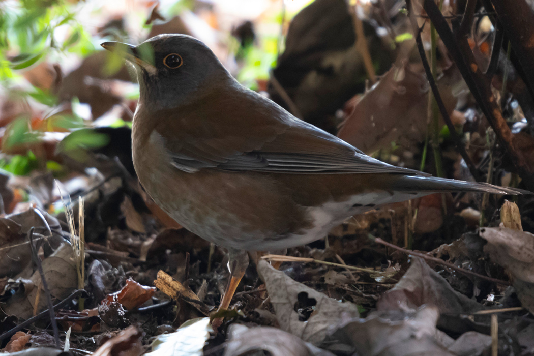 シロハラの写真3｜地面で餌を探していました。