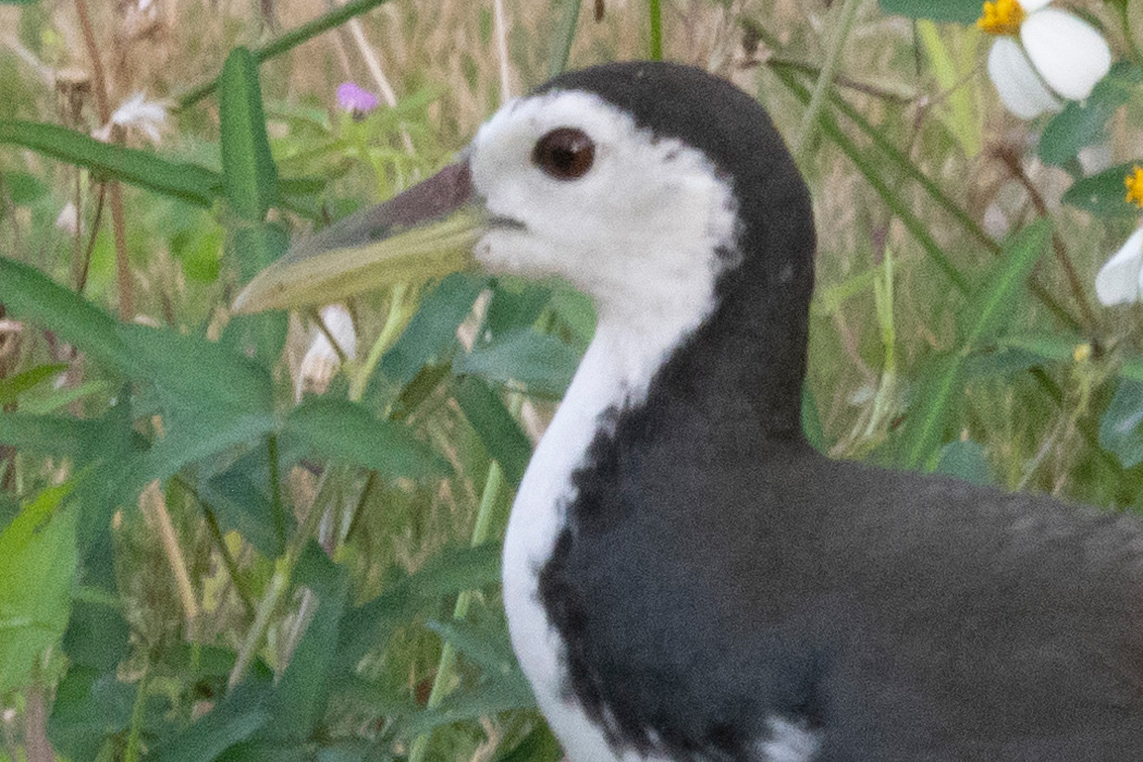 シロハラクイナの写真4｜虹彩は赤です。