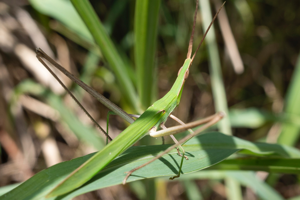 ショウリョウバッタの写真1｜全身が緑の個体です。