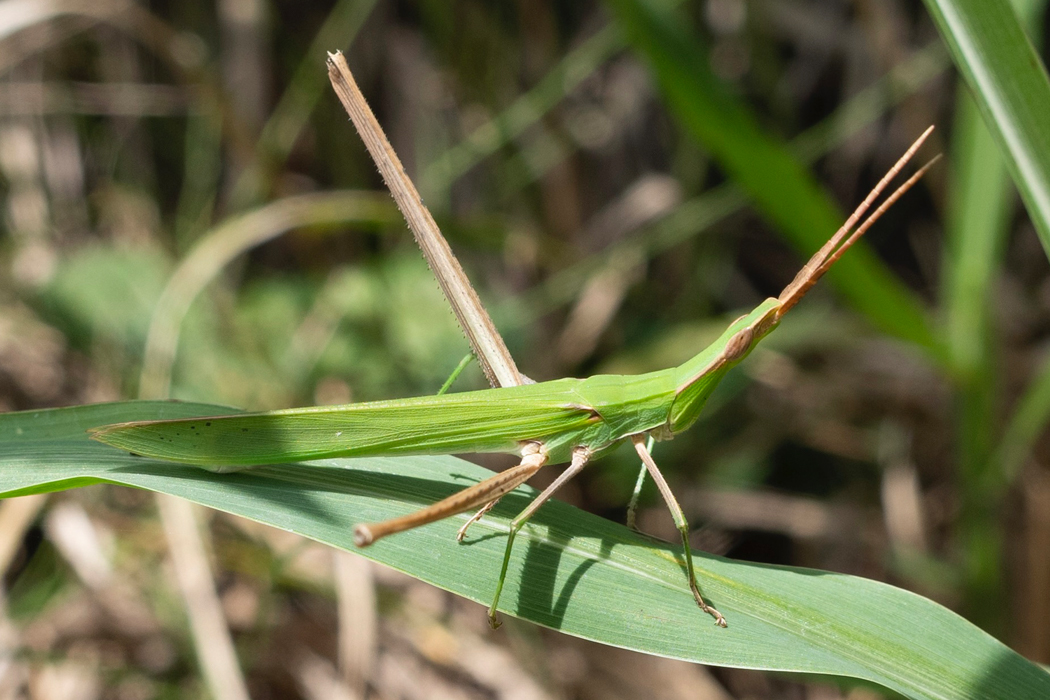 ショウリョウバッタの写真2｜細長く、葉に擬態しています。