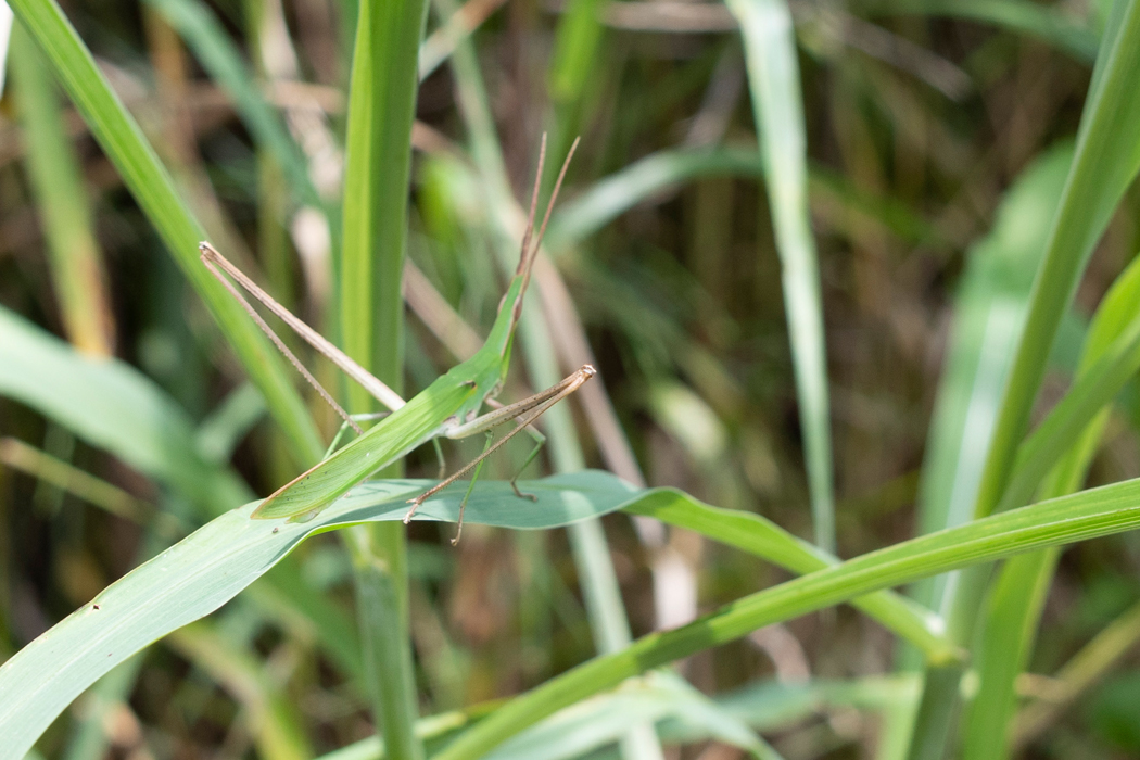 ショウリョウバッタの写真3｜葉の上に乗っていました。