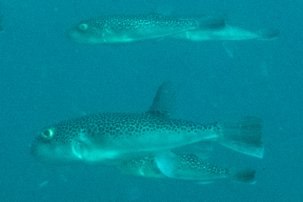 写真｜「ショウサイフグ」