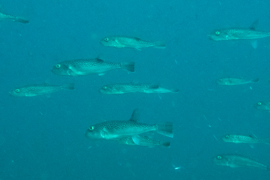 写真｜「ショウサイフグ」