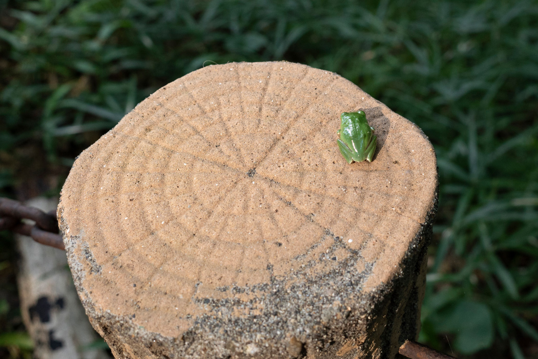 Picture of Schlegel's green tree frog4｜On a stake along a forest road.