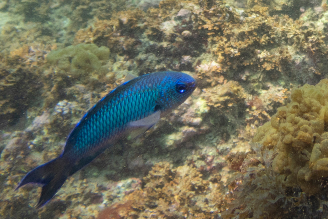 ソラスズメダイの写真2｜細かい菱形か並んだような模様です。