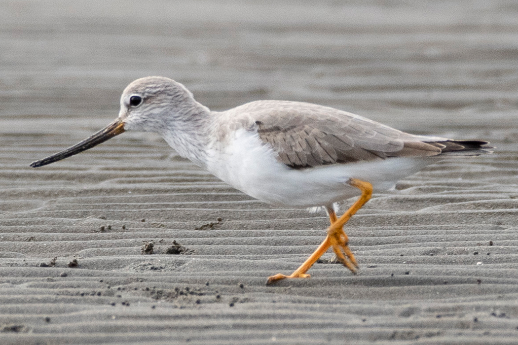 ソリハシシギの写真1｜反った嘴です。