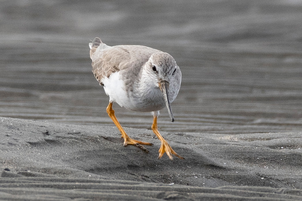 ソリハシシギの写真2｜淡い褐色です。