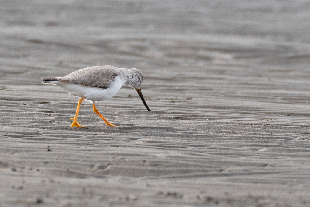 ソリハシシギの写真4｜干潟を単独で歩いていました。