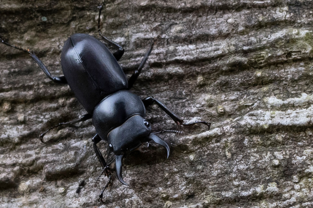 Picture of ---1｜Small male.