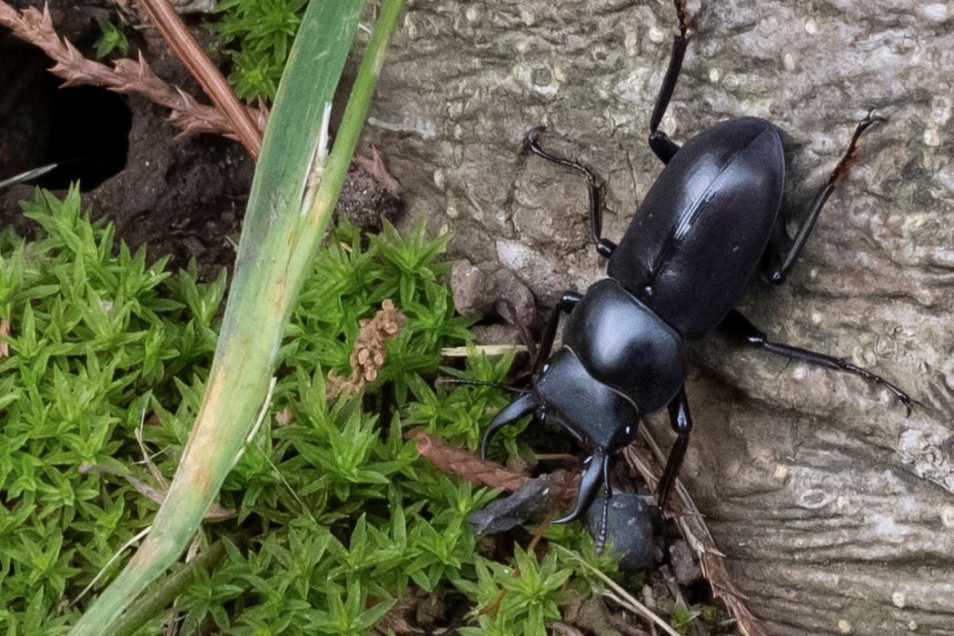 写真｜「スジクワガタ」