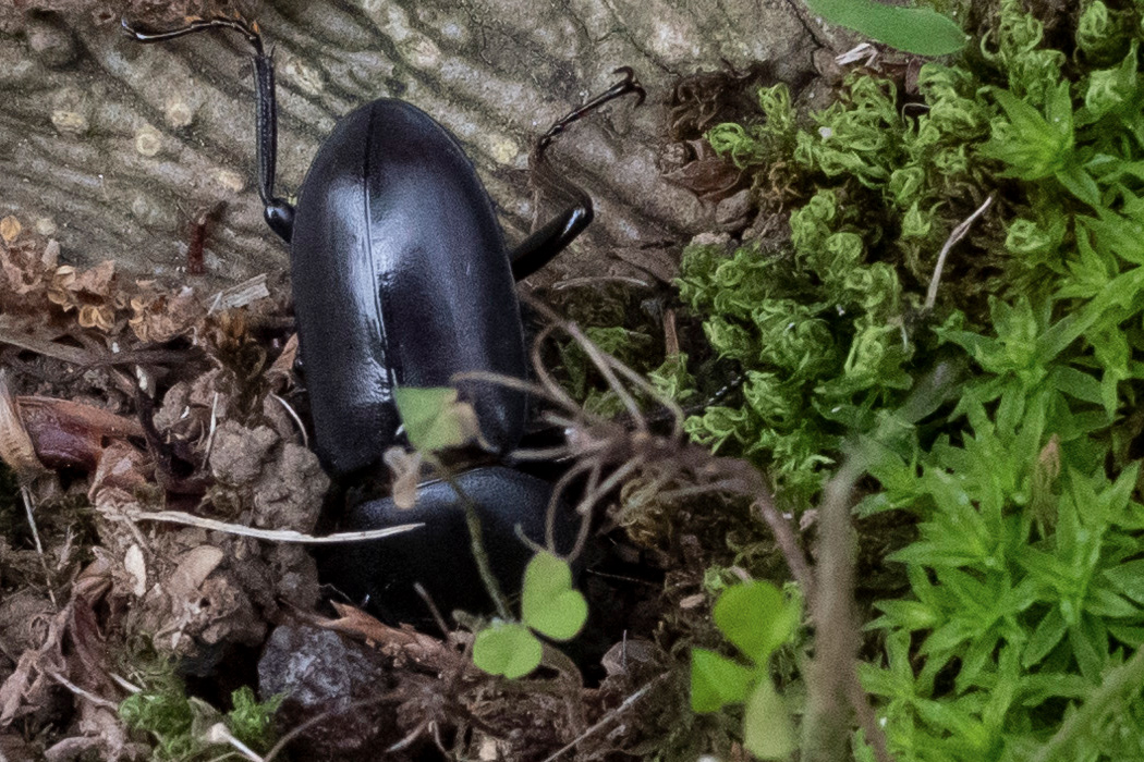 Picture of ---3｜Dive into the ground.