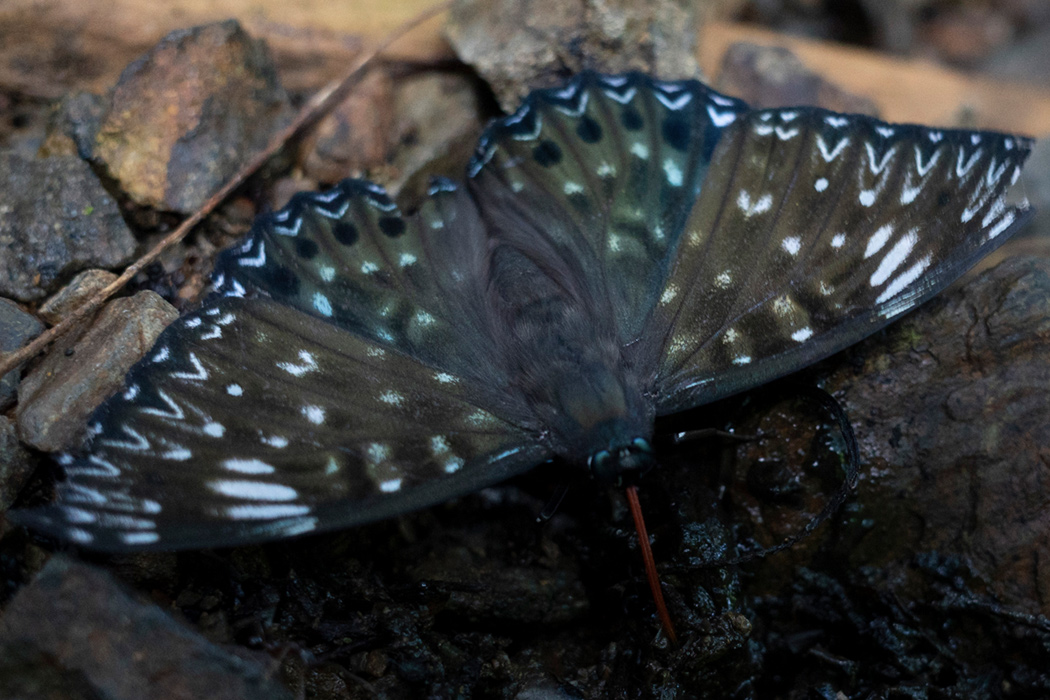 写真｜「スミナガシ」