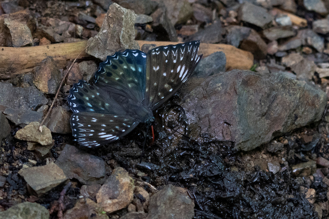 Picture of Asian constable butterfly3｜It was absorbing water on the ground.
