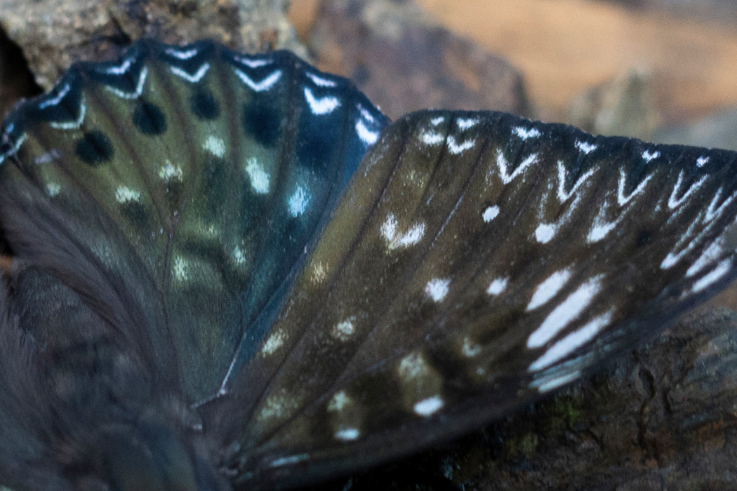 Picture of Asian constable butterfly4｜The edge of the wing is lined with white crests on the ground of "<".