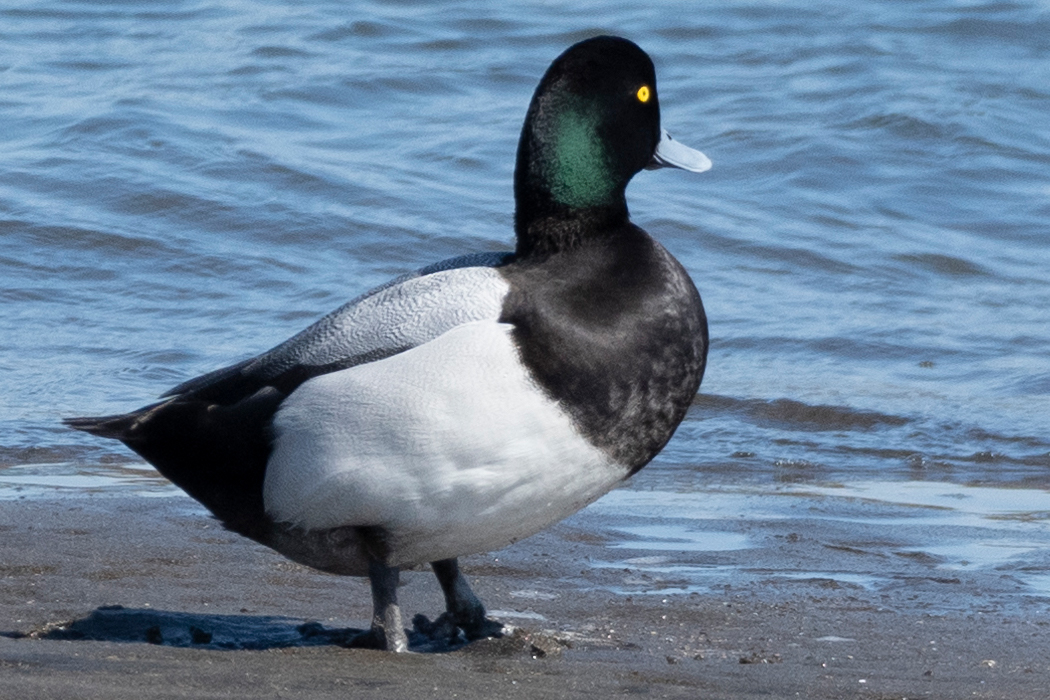 写真｜「スズガモ」