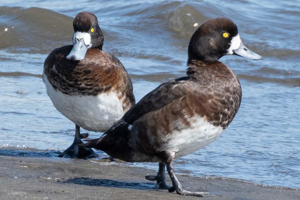写真｜「スズガモ」
