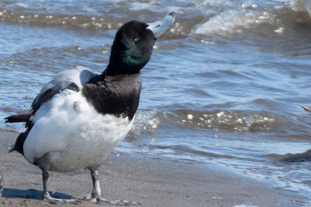 写真｜「スズガモ」