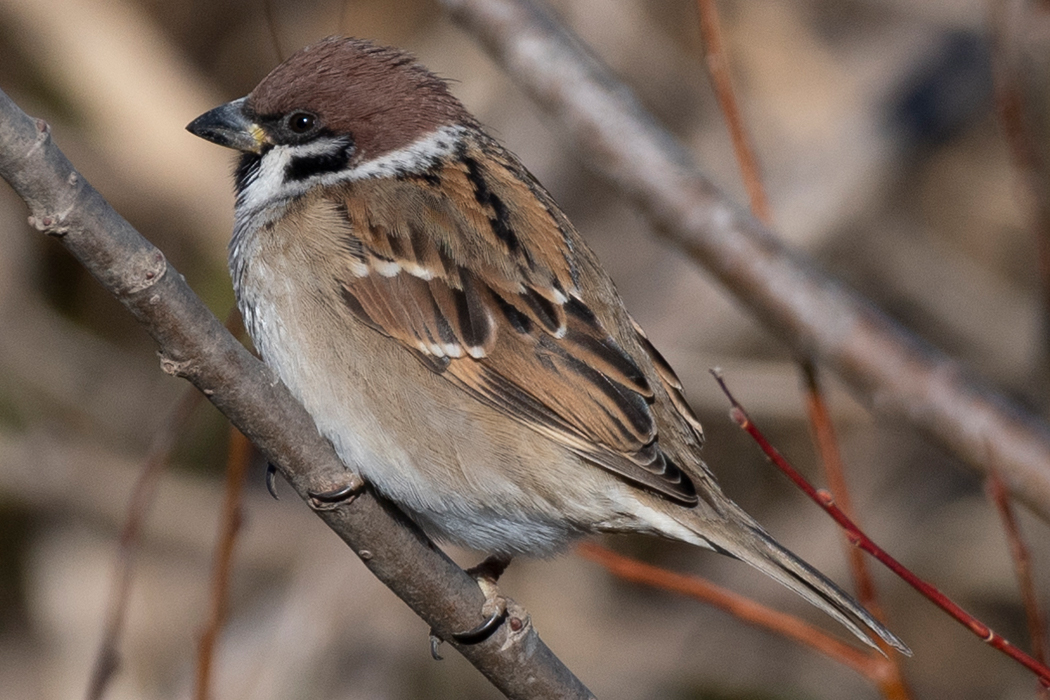 Picture of Tree Sparrow1｜A small bird with a brown body.