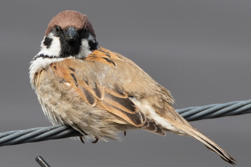 Picture of Tree Sparrow4｜The wings are light brown.