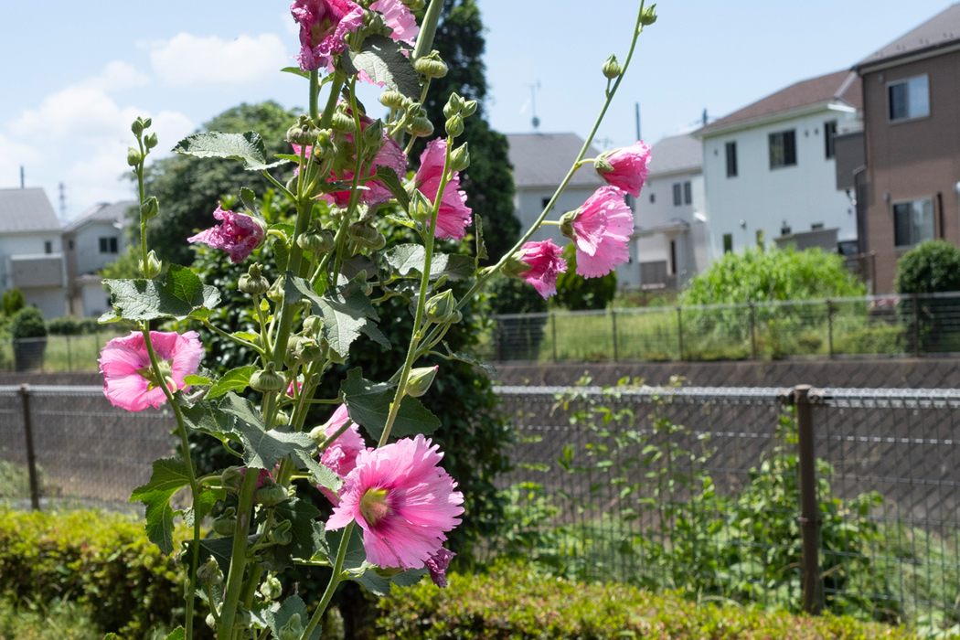 写真｜「タチアオイ」