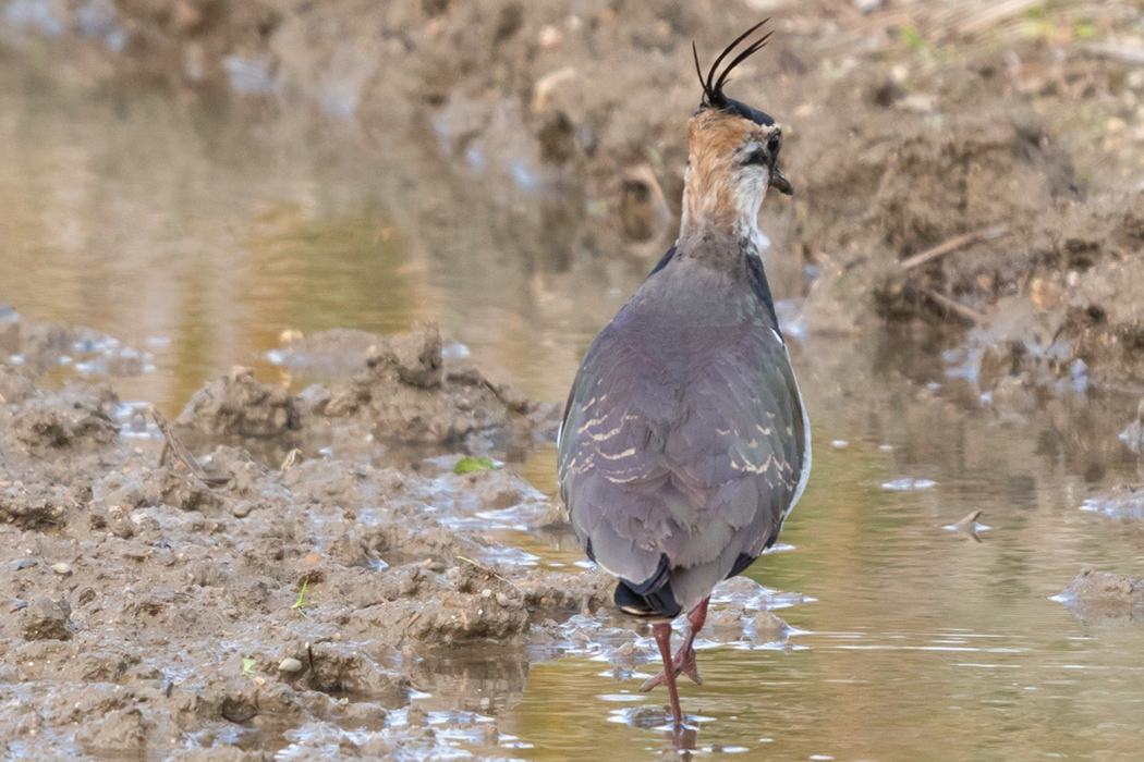 写真｜「タゲリ」