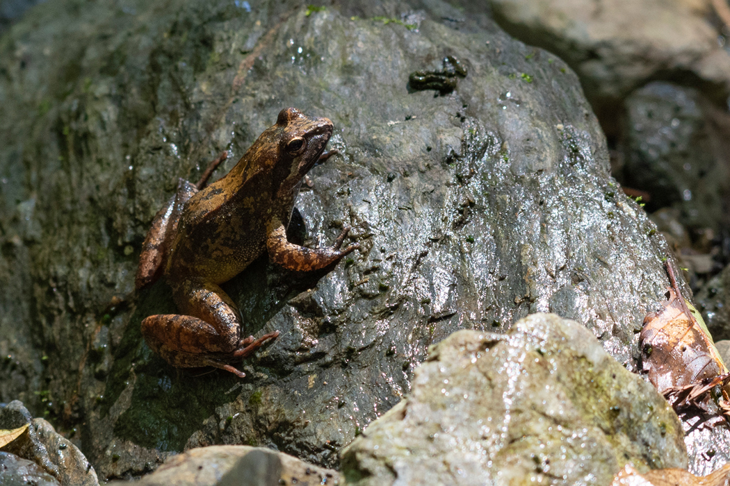 タゴガエルの写真1｜全身が褐色です。