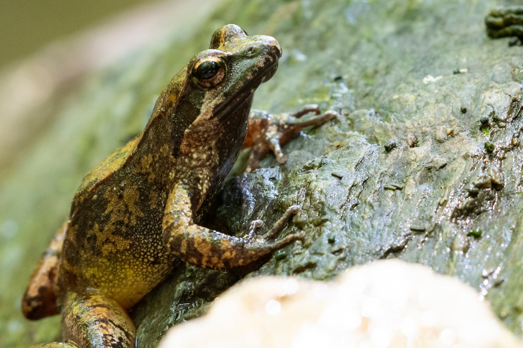 タゴガエルの写真2｜岩に張り付いていました。